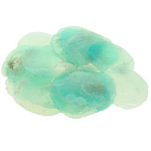 Floristik24 Capiz schelpen, capiz schijven, parelmoer schijven turkoois 6,5–9,5 cm 650g
