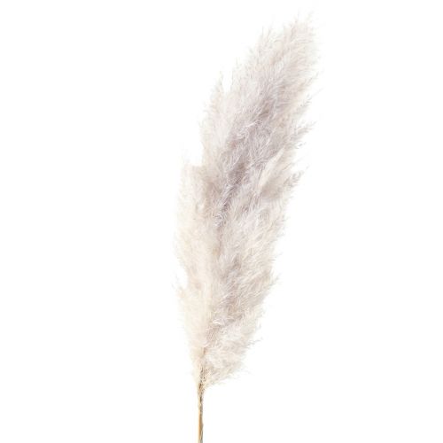 Floristik24 Pampasgras decoratie gedroogd natuurlijk droog bloemisterij 100cm