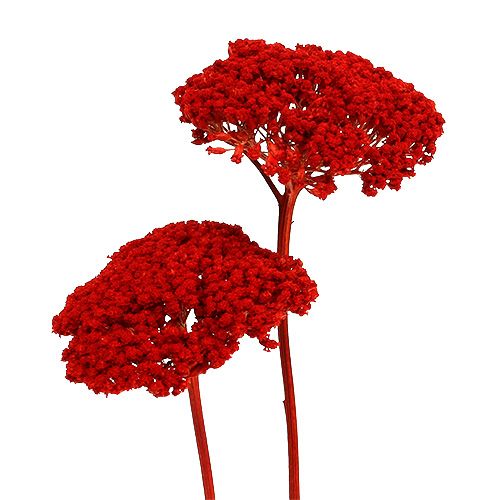 Floristik24 Achillea 1kg klaproos rood