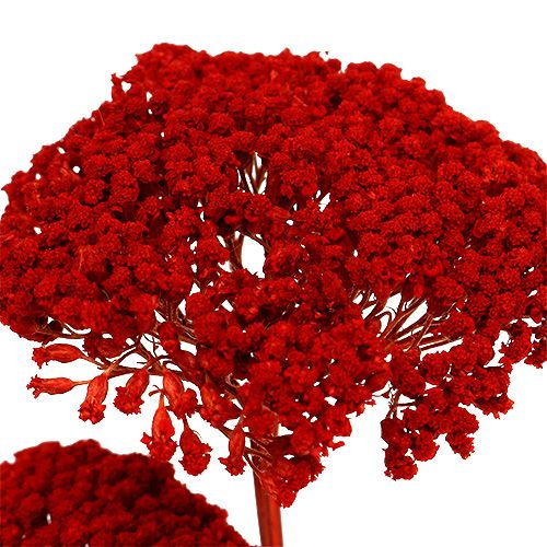 Floristik24 Achillea 1kg papaverrood