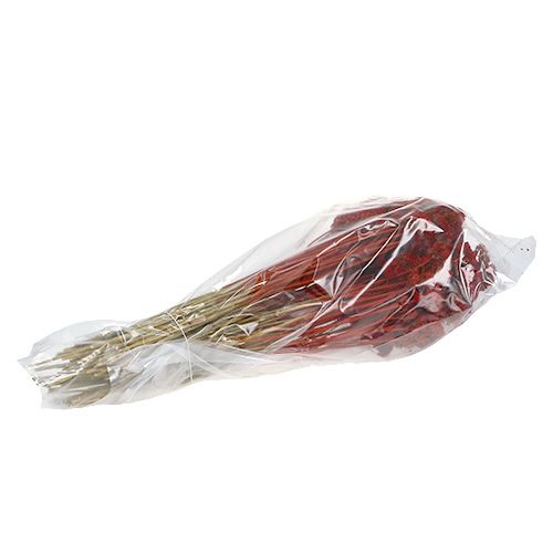 Floristik24 Achillea 1kg papaverrood