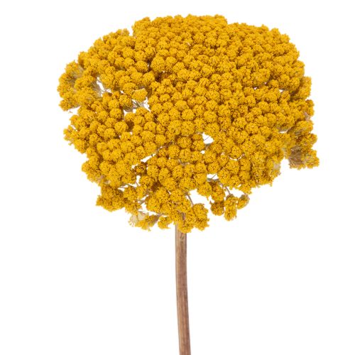 Achillea Natur Gelb Duizendblad Gedroogde Bloemen Geel 1kg kopen | Floristik24.nl