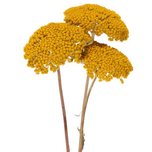 Achillea Natur Gelb