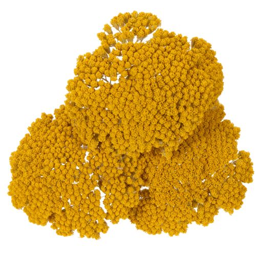 Achillea Natur Gelb