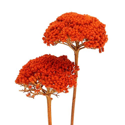 Floristik24 Achillea Oranje Droogbloemen Duizendblad 45-60cm 1kg