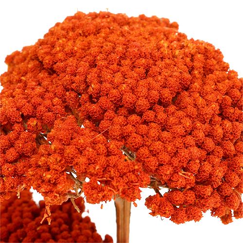 Artikel Achillea Oranje Droogbloemen Duizendblad 45-60cm 1kg