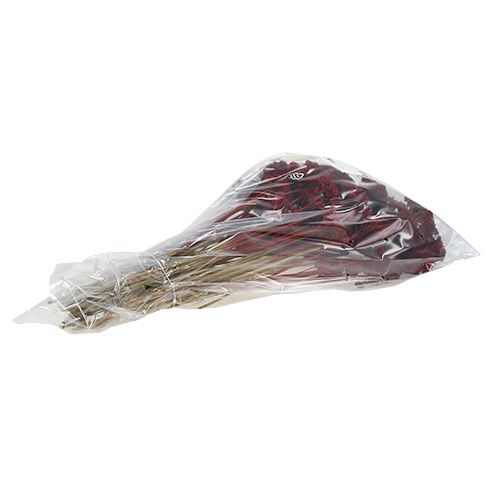 Artikel Achillea 1kg wijnrood