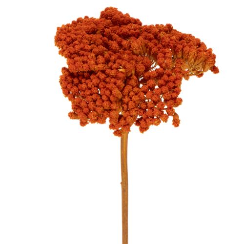 Achillea Oranje gedroogde bloemen, duizendblad, 45-60 cm, 1 kg kopen | Floristik24.nl