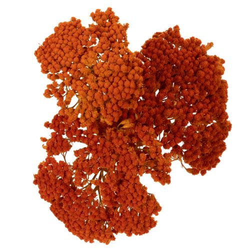 Achillea Oranje gedroogde