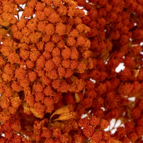 Achillea Oranje gedroogde