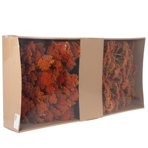 Achillea Oranje gedroogde