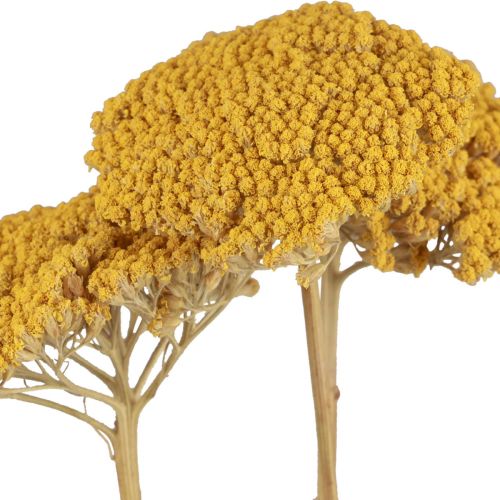 Artikel Duizendblad gedroogde bloemen Achillea millefolium 30g x 2st