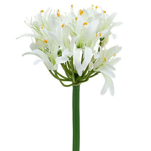 Floristik24 Agapanthus wit 78cm 1st