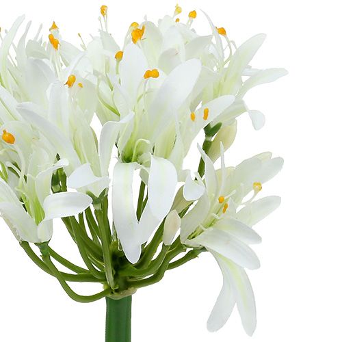 Floristik24 Agapanthus wit 78cm 1st