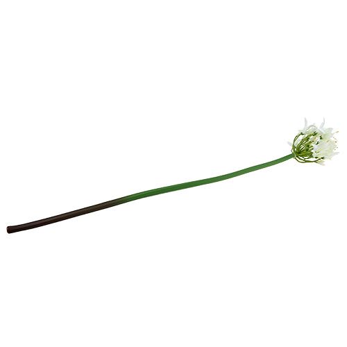 Floristik24 Agapanthus wit 78cm 1st