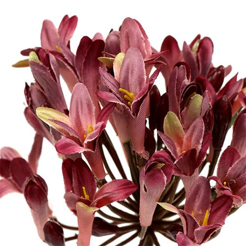 Floristik24 Agapanthus kunstmatig donkerrood L75cm 3st