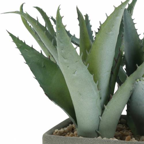 Floristik24 Sappige agave in pot H17cm