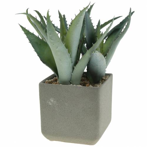 Floristik24 Sappige agave in pot H17cm