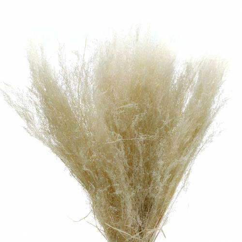 Floristik24 Droog gras Agrostis gebleekt 40g