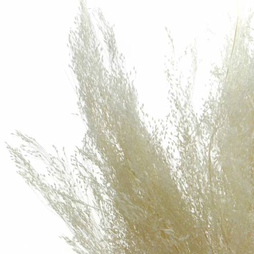 Floristik24 Droog gras Agrostis gebleekt 40g