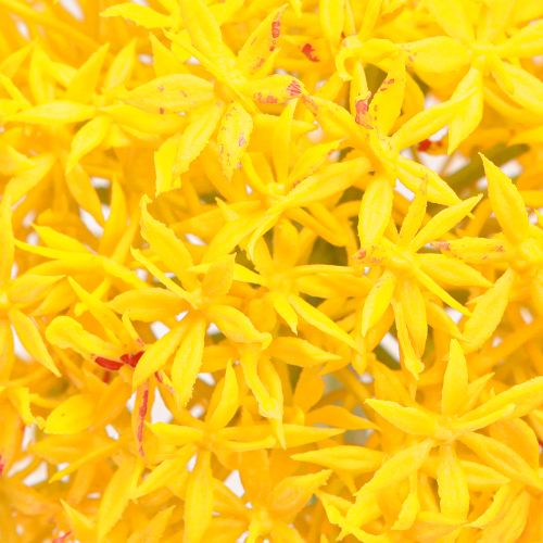 Artikel Allium Gele Bloem Kunstui 80cm Ø14,5cm 2st