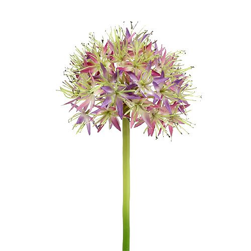 Floristik24 Allium lichtpaars L76cm