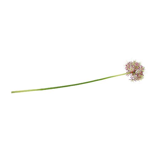 Floristik24 Allium lichtpaars L76cm
