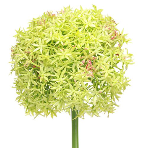 Artikel Allium groene bloem kunst sierui Ø18cm 90cm