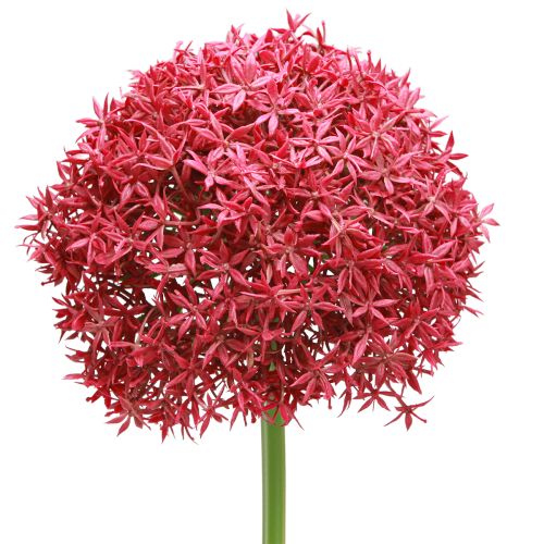 Allium in Bordeaux kunst sierknoflook Ø18cm L90cm