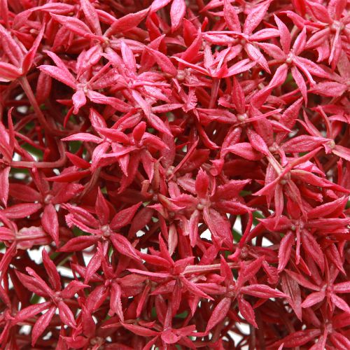 Artikel Allium in Bordeaux kunst sierknoflook Ø18cm L90cm