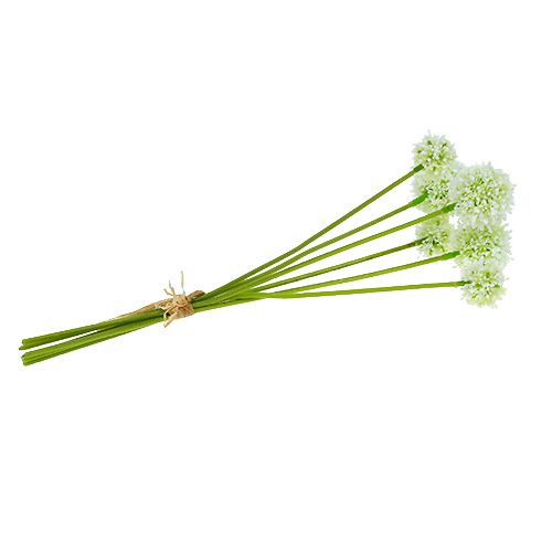Floristik24 Allium 35cm wit 6st