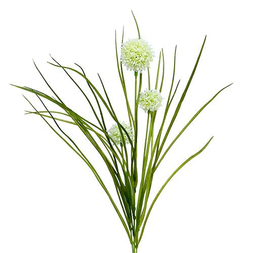 Floristik24 Allium creme met gras 65cm 3st