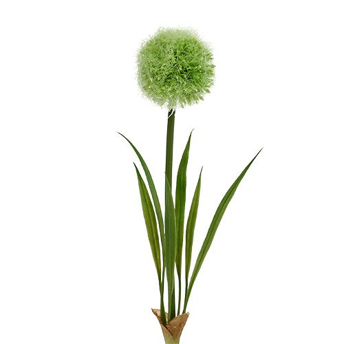 Floristik24 Allium groen L37.5cm 4st