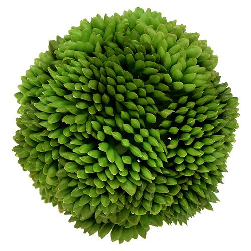 Floristik24 Alliumbal 5cm groen 4st