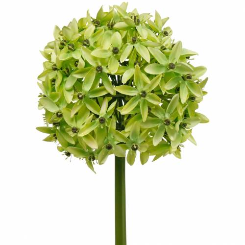 Floristik24 Sierui Allium, zijden bloem, kunstbal prei groen Ø20cm L72cm