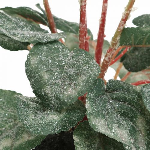 Floristik24 Cyclamen in creme 28cm