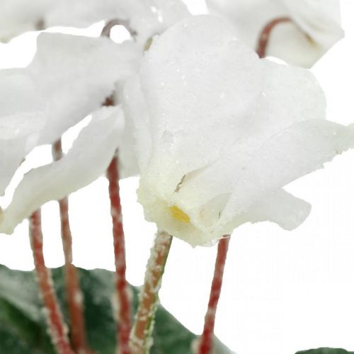 Floristik24 Cyclamen in creme 28cm
