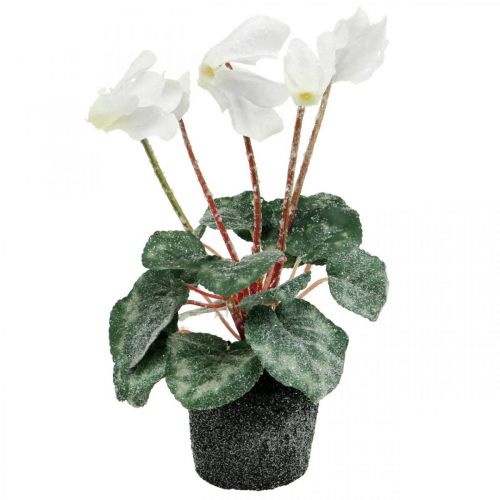 Floristik24 Cyclamen in creme 28cm