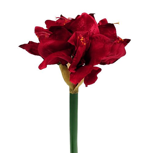 Floristik24 Amaryllis donkerrood L 73cm 2st