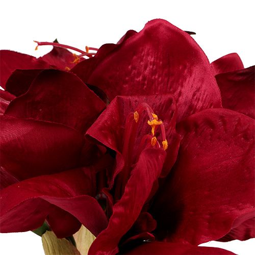 Floristik24 Amaryllis donkerrood L 73cm 2st