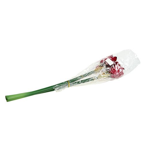 Floristik24 Amaryllis donkerrood L 73cm 2st