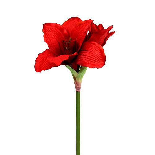 Floristik24 Amaryllis Rood L 68cm 1st