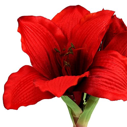 Floristik24 Amaryllis Rood L 68cm 1st