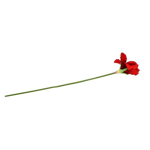Floristik24 Amaryllis Rood L 68cm 1st