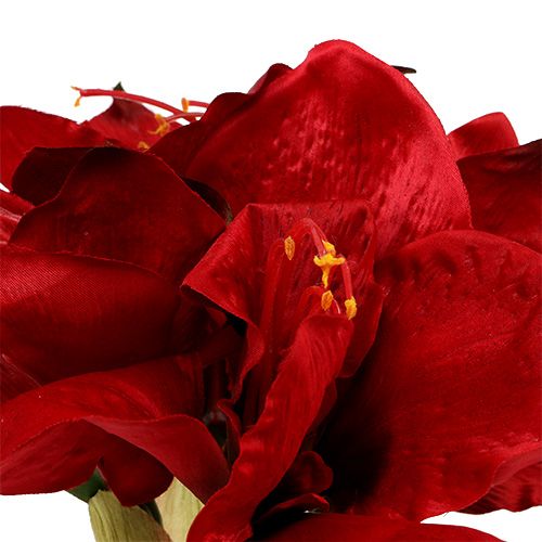 Floristik24 Amaryllis Rood L 73cm 2st