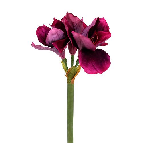 Floristik24 Amaryllis met fluwelen heide 60cm