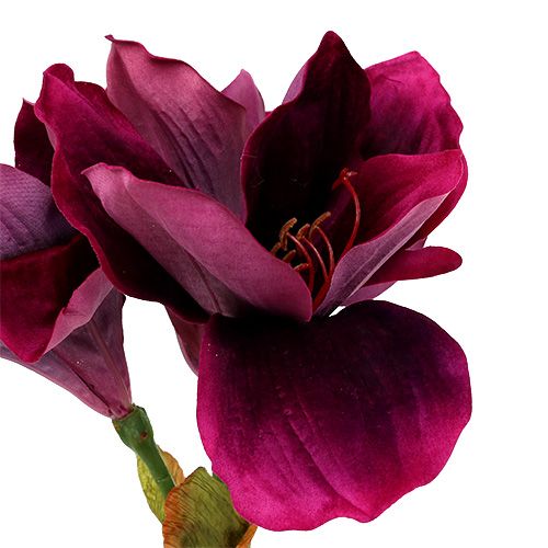Floristik24 Amaryllis met fluwelen heide 60cm