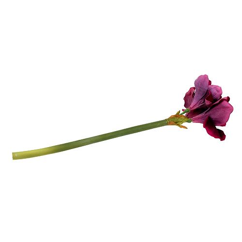 Floristik24 Amaryllis met fluwelen heide 60cm