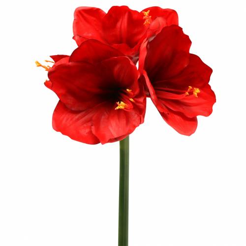 Floristik24 Amaryllis rood 75cm