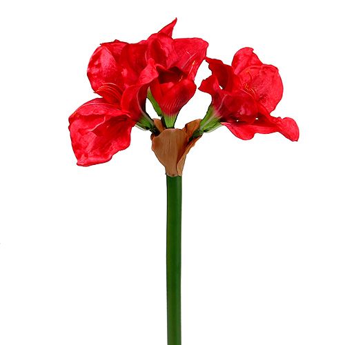 Floristik24 Amaryllis donkerrood 72.5cm